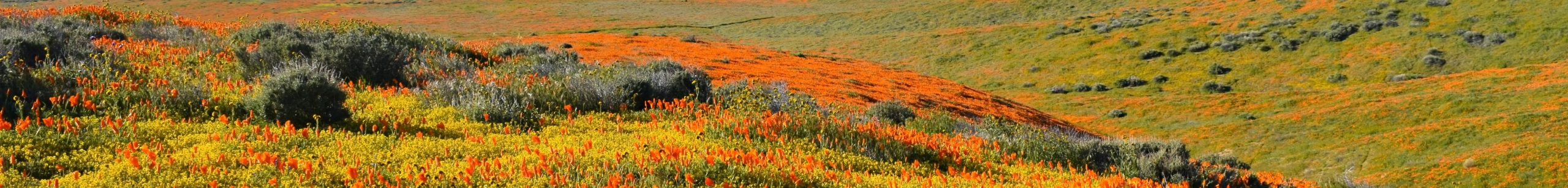 pamela-heckel-blBcRs-WSdM-unsplash Antelope valley california poppy reserve, usatrim