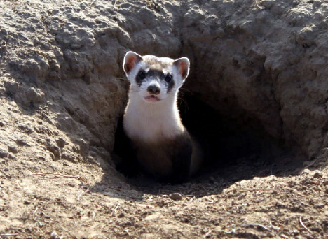 Black-footed ferret. Ryan Hagerty/U.S. Fish and Wildlife Service National Digital Library.