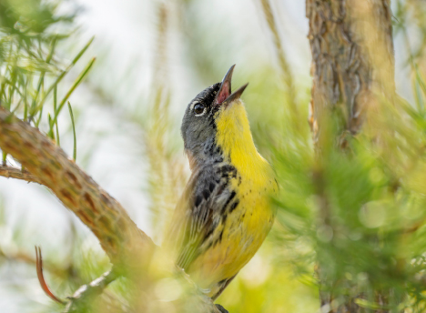 Kirtland’s warbler. Matthew Jolley/iStock by Getty Images.