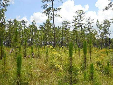Longleaf pines in DeSoto National Forest, Mississippi. Wikimedia.