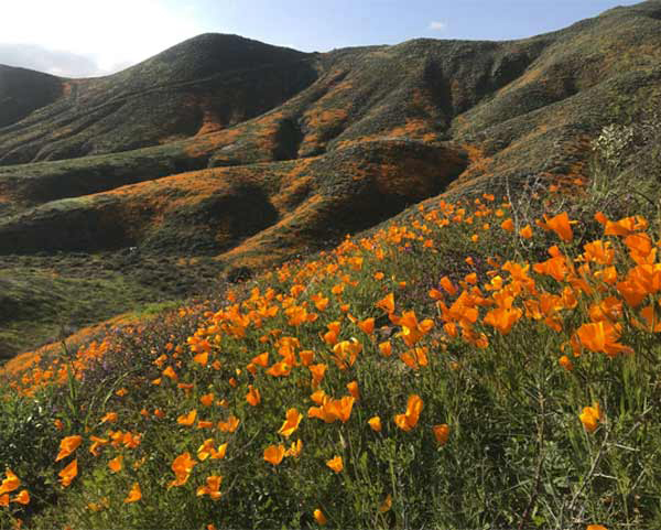 Meadow in Riverside County, California. Courtesy of the Western Riverside County Regional Conservation Authority.