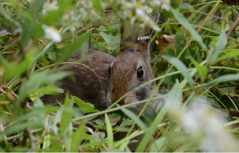 New England cottontail. U.S. Department of the Interior/Wikimedia.