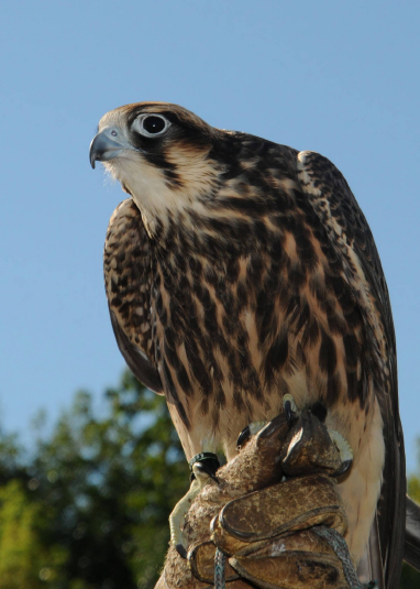 Peregrine falcon. Frank Doyle/U.S. Fish and Wildlife Service National Digital Library.