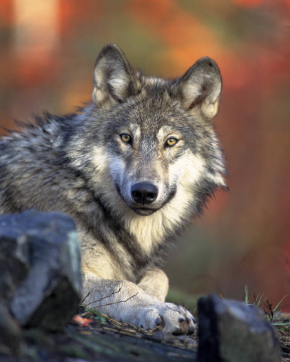 Gray wolf. Gary Kramer/U.S. Fish and Wildlife Service National Digital Library.