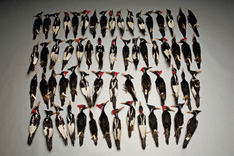 Ivory-billed woodpecker skins. ©Joel Sartore/Photo Ark.