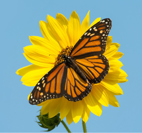 Monarch butterfly. Sari ONeal/Shutterstock.