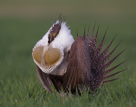 The Greater Sage-Grouse. Tom Reichner/Shutterstock.