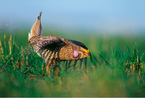 The Lesser Prairie Chicken, D. Longenbaugh/Shutterstock..jpg