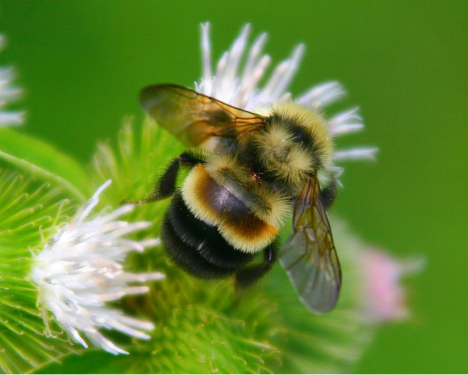 The rusty-patched bumblebee, the first bee listed under the ESA in the 48 contiguous states. Photograph by Dan Mullen