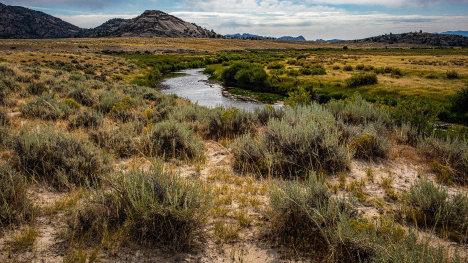 The sagebrush ecosystem of the American West. Wayne Broussard/Shutterstock.